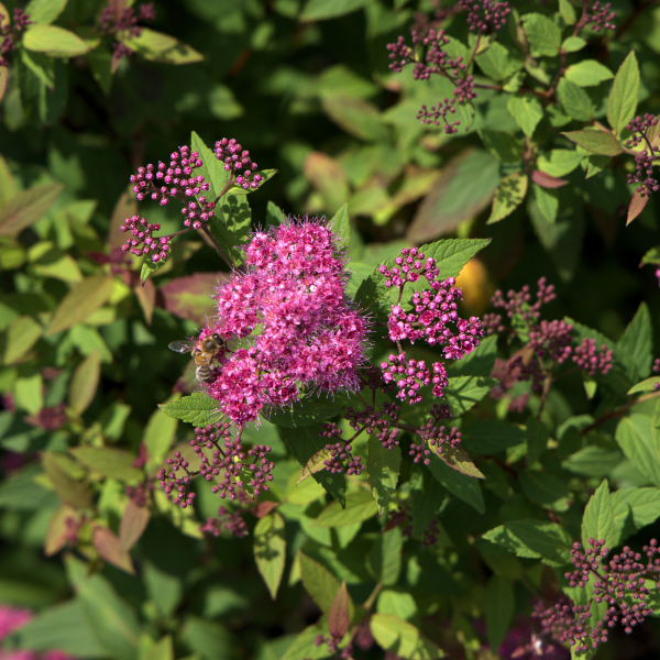 Rote Sommerspiere